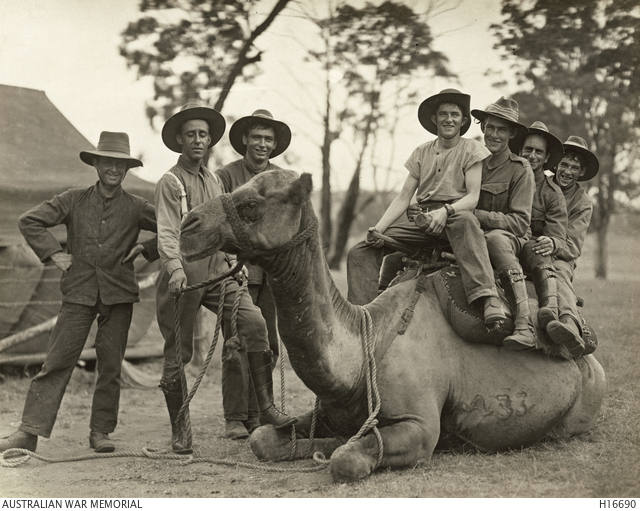 A group of uniformed soldiers standing around a saddled camel in an open paddock.