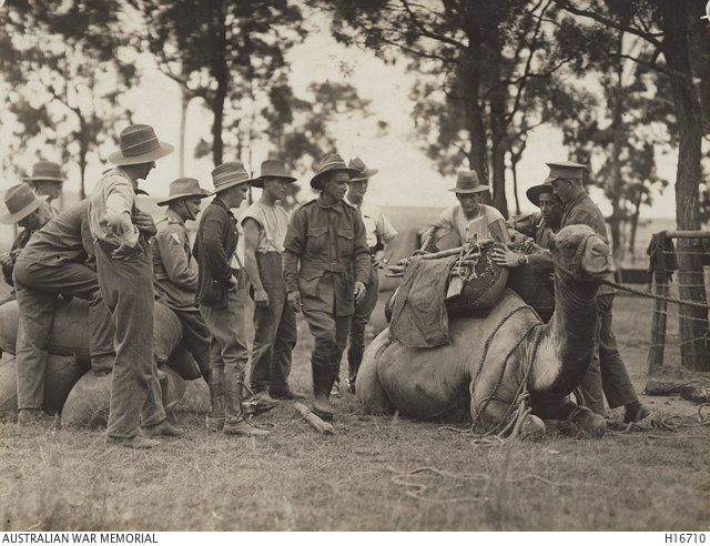 Uniformed soldiers gathered around a camel while one of them works at its saddle.