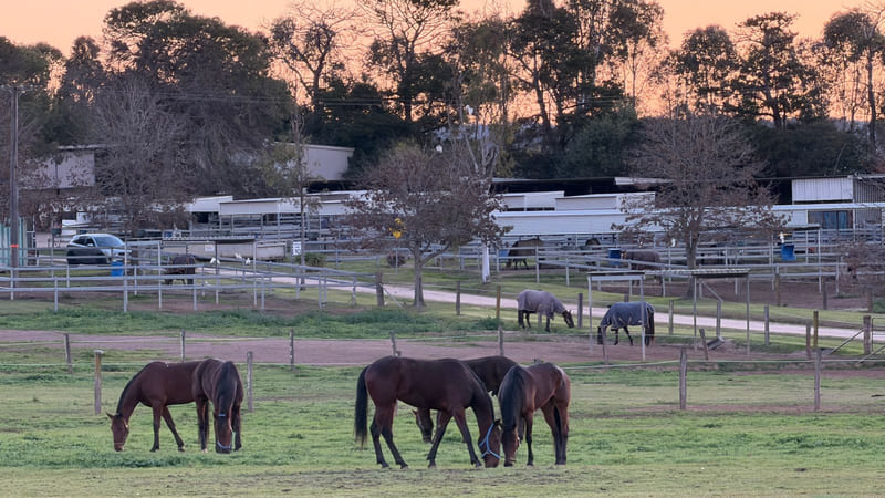 Several horses grazing in a paddock, with white rail yards and long stable buildings behind them.