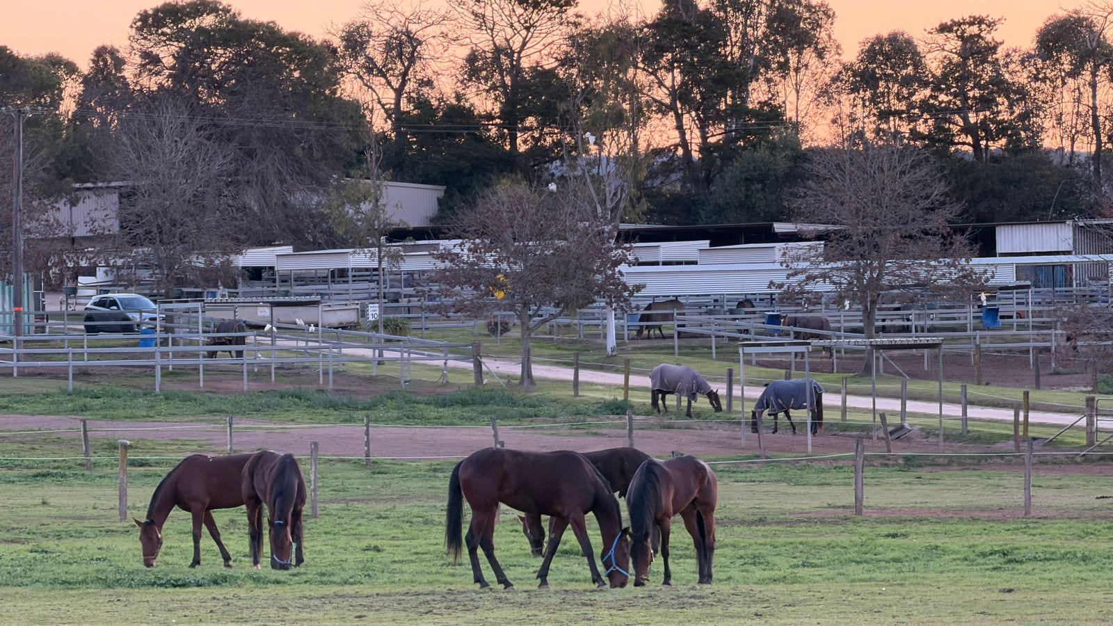 Several horses grazing in a paddock, with white rail yards and long stable buildings behind them.